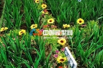 茭白產業(yè)種植基地沙盤模型